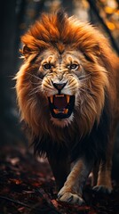 Fototapeta premium A lion with a dark brown mane is walking through the forest. The lion is roaring and showing its teeth. The background is blurry and looks like it is a forest.