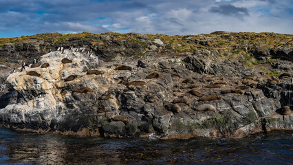 A colony of sea lions rests lying on the slope of a rocky islet in the Beagle Channel. Cormorants...