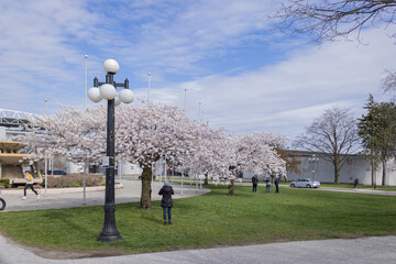 Cherry Blossoms at the Canadian National Exhibition