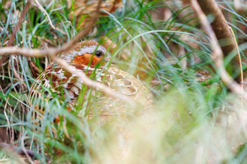 ヤブに隠れる可愛いコジュケイ（キジ科）。
A lovely Chinese bamboo partridge (Bambusicola thoracicus, Phasianidae) hiding in the yabu.
日本国神奈川県相模原市の里山にて。
2022年4月撮影。

神奈川県の郊外にある美しい里山。
丘の周囲には貴重なカタクリの群生がある。
その他にもホウキモモやミツマタ、各種桜