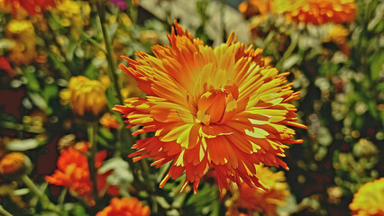 A Yellow Spring flower of Calendula
