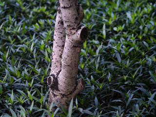tree trunk with green leaves