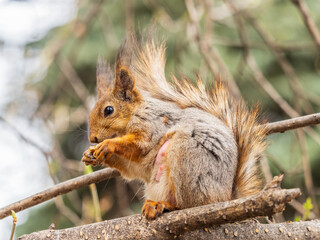 The squirrel with nut sits on a branches in the spring or summer.
