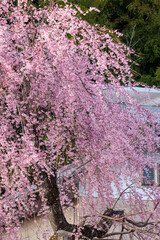 美しいシダレザクラ（バラ科）の花の木。
Beautiful Weeping cherry (Cerasus pendula...