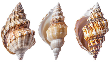 Set of sea shells isolated on a white background, aquatic animal