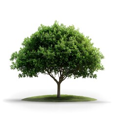 tree isolated on white background, Realistic fairy old oak tree in vector, Leafy green deciduous tree with a wide leaf crown on a white surface Forest plant with wide branches