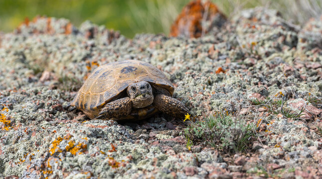 Central Asian tortoise on a spring day