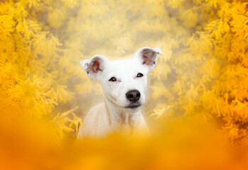 A spring portrait of a terrier in the golden age of overhang - Forsythia suspensa. 