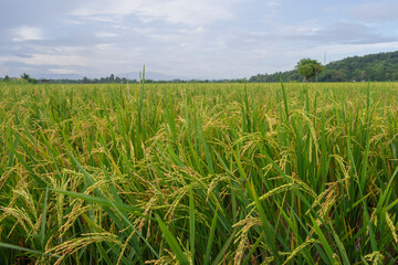 beautiful ripe rice field in cloudy morning