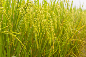 close up beautiful rice field with bright yellow sun light in the morning