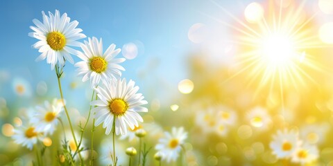 White daisies basking in the sunlight with a vibrant blue sky backdrop. © tashechka