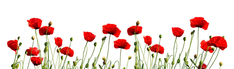 Fototapeta premium Red Poppy Flowers 