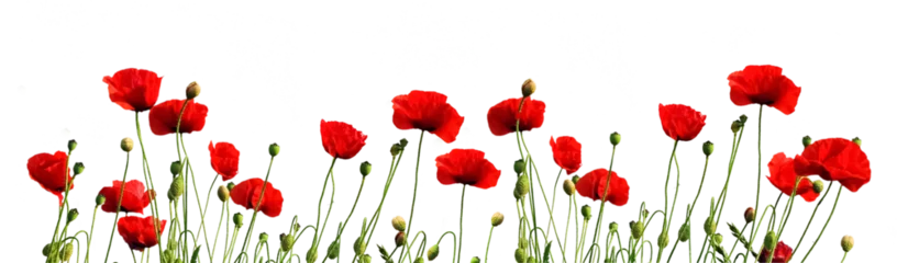 Fotobehang Klaprozen Red Poppy Flowers   © Ann