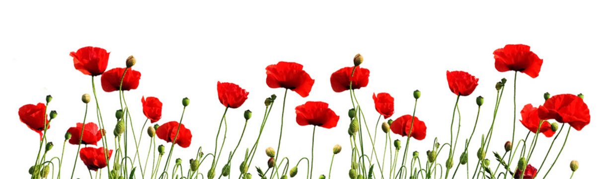 Red Poppy Flowers 