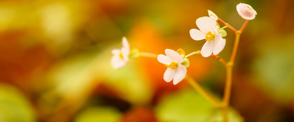 Closeup of mini pink flower under sunlight with copy space using as background natural green plants landscape, ecology wallpaper cover page concept.