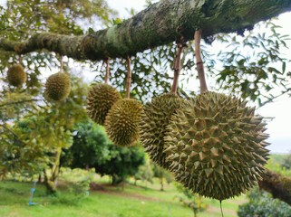 Naklejka na ściany i meble Durians on the tree plantation orchard .fresh durian fruit on tree King of fruit in the tropical area in Chanthaburi Thailand.