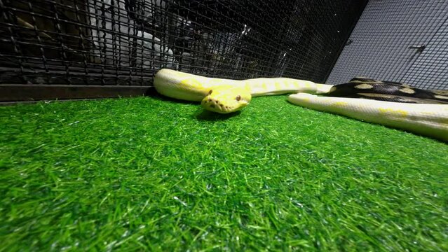 Albino python on artificial grass in a cage. Its pet tame.