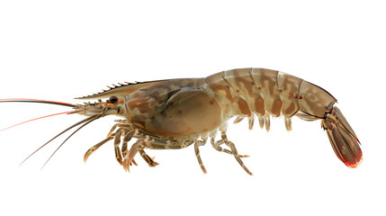 Shrimp isolated on a white background, aquatic animal