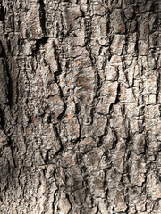 Close-up view of rough tree bark texture in natural daylight