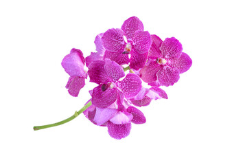Beautiful pink-purple vanda orchid flower bouquet isolated on white background with clipping path.