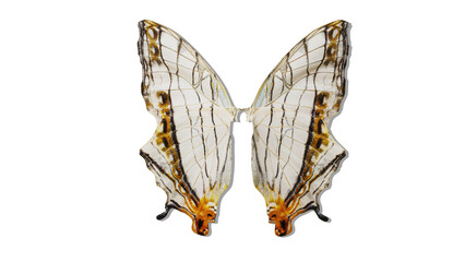 butterfly wings isolated on white