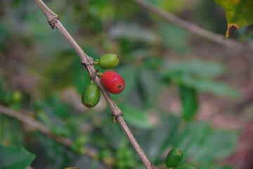 An alone offee branch with coffee berries