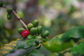 Coffee branch with coffee berries