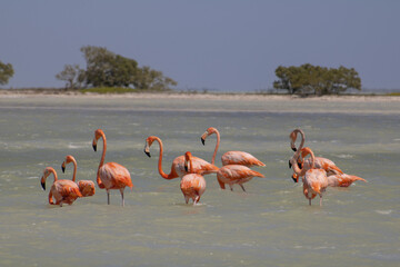 Flamingos on the lake 