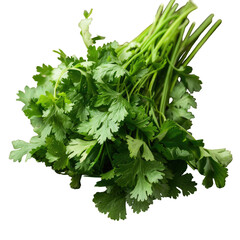 Coriander leaves rest on a rustic brown wooden table a staple herb often utilized for seasoning dishes An image of Coriandrum sativum isolated on transparent background adds a touch of freshness 