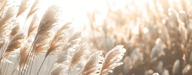 Beautiful reeds or grasses in the wind, light beige background