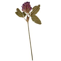Isolated Pressed and dried Clover Flower. Aesthetic scrapbooking Dry plants