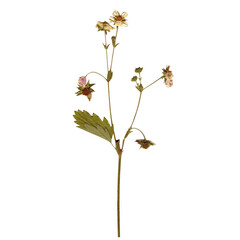 Isolated Pressed and Dried Green Branch with Flowers. Aesthetic scrapbooking Dry plants