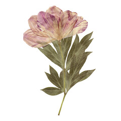 Isolated Pressed and dried Pink Flower. Aesthetic scrapbooking Dry plants
