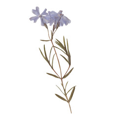 Isolated Pressed and dried Blue Flower. Aesthetic scrapbooking Dry plants