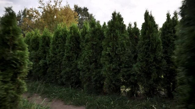 Baby run merrily through green maze. Planted tui trees form large labyrinth paths between spruce trees. joy child looking for way out thicket fir groves. Concept boy fun games in thicket between thuja