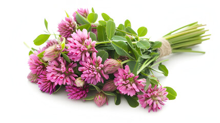 Beautiful flower isolated on white background, Closeup of red clover flower isolated on white background, Clover leaves and flowers isolated on a white background,Bouquet of clover on white background