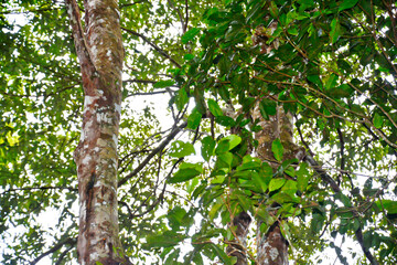 close-up view of the frankincense tree
