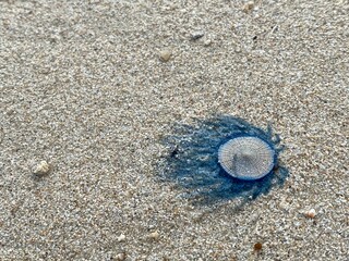 Close up Blue Button Jellyfish (porpita porpita) on the beach when the sea water receded