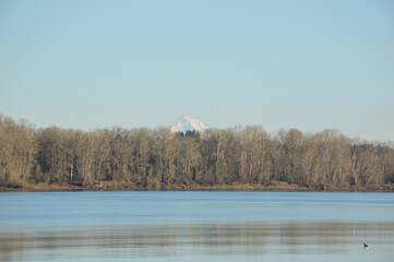 Sauvie Island Serenity: Columbia River with Mt. Hood and Barren Trees