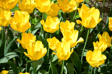 Vibrant Yellow Tulips, Istanbul Tulip Festival