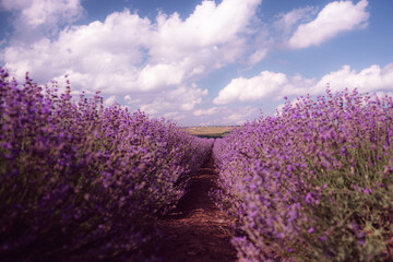 Lavender Blooms, a picturesque field of blooming lavender under a partly cloudy sky. Captured...