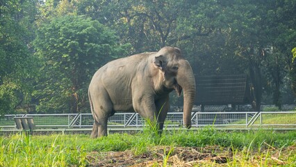 A large elephant is walking through a grassy field.