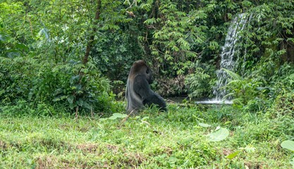 A gorilla is sitting in the grass next to a waterfall.