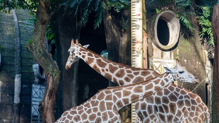 A group of giraffes are eating from a trough in a zoo.