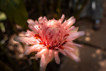 Etlingera elatior is a species of herbaceous perennial plant in the family Zingiberaceae; it is...