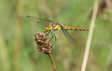 Große Heidelibelle - Common Darter