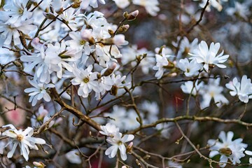 White magnolia flowers on a tree.