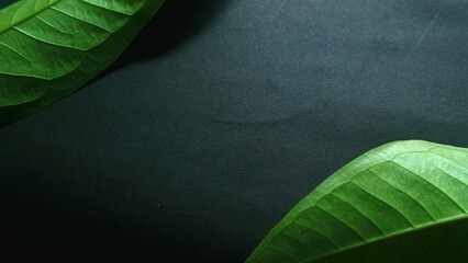 Close up green leaf isolated black, natural green and black textured background - Powered by Adobe