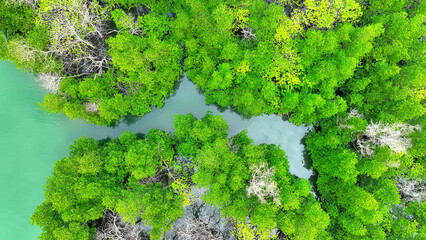 Aerial perspective of a lush mangrove forest, showcasing intricate root systems, vital for coastal protection and biodiversity preservation. Trat Province, Thailand. 
