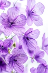 Elegant Purple Flowers in Full Bloom Against a Soft White Background